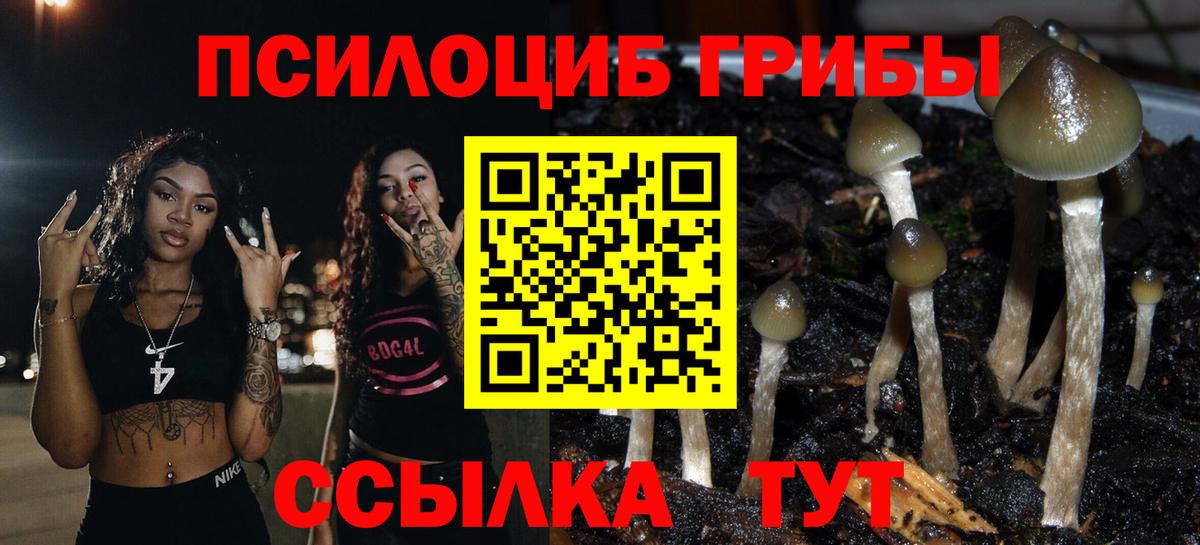 Псилоцибиновые грибы Psilocybe Южноуральск